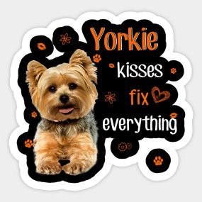 Top 6 Reasons To Own A Yorkie - Blueash Nail Spa
